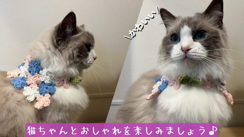 猫ちゃんとおしゃれを楽しみましょう♪