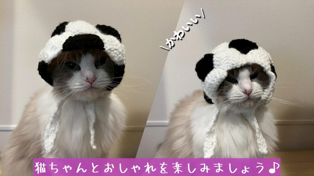 猫ちゃんとおしゃれを楽しみましょう♪