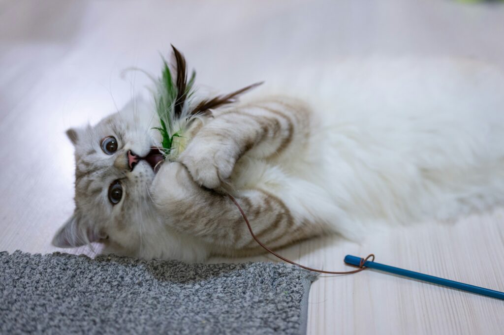 猫とおもちゃ