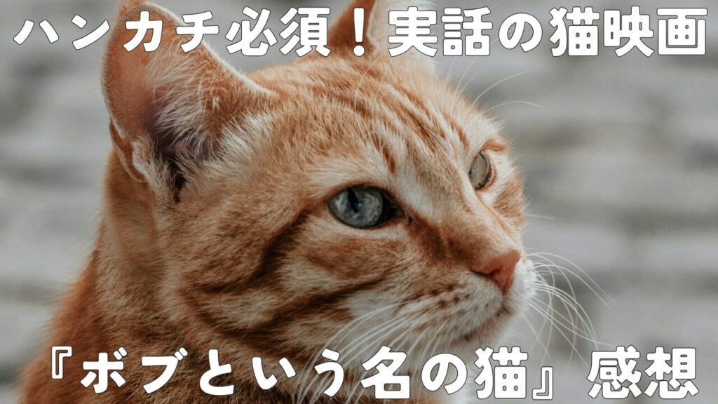 ハンカチ必須！実話の猫映画｜『ボブという名の猫』感想