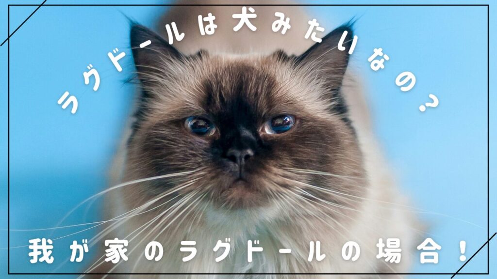 ラグドールは犬みたいなの？我が家のラグドールの場合！