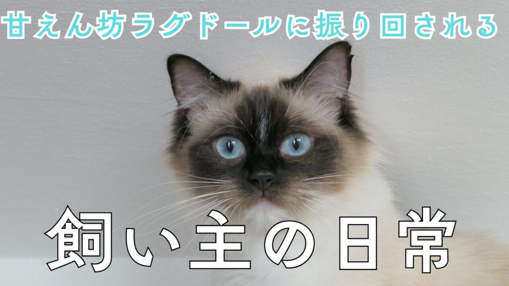 甘えん坊ラグドールに振り回される飼い主の日常