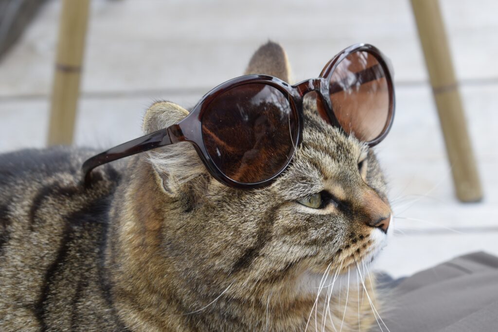 猫とメガネ
