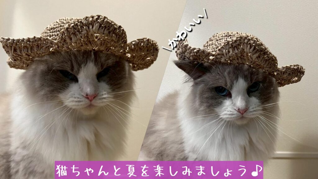 猫ちゃんと夏を楽しみましょう♪