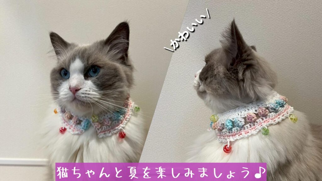 猫ちゃんと夏を楽しみましょう♪