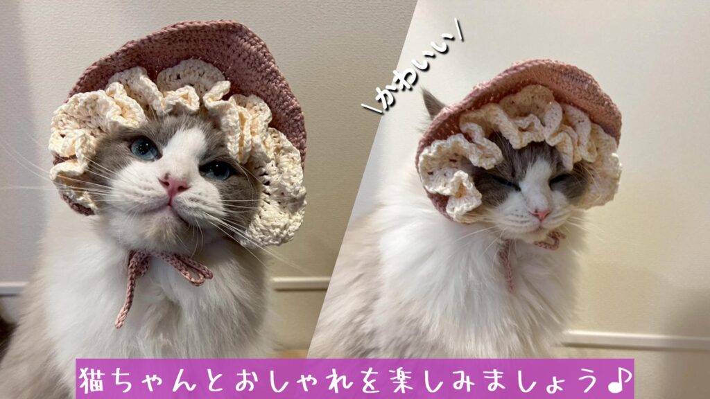 猫ちゃんとおしゃれを楽しみましょう