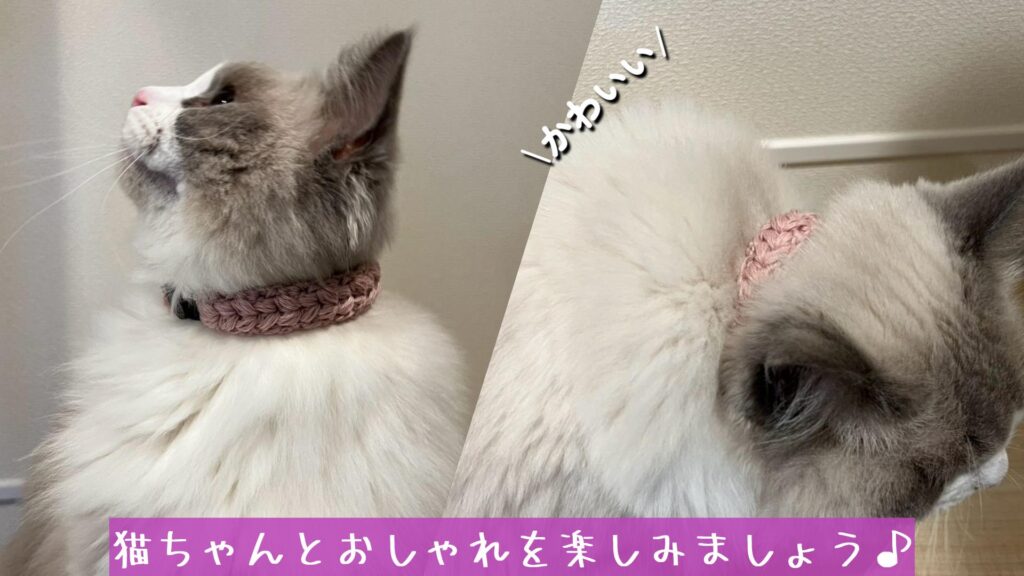 猫ちゃんとおしゃれを楽しみましょう♪