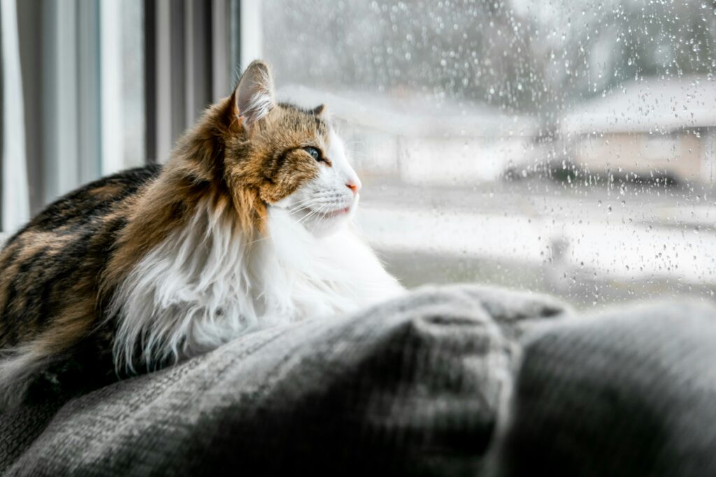 猫と雨