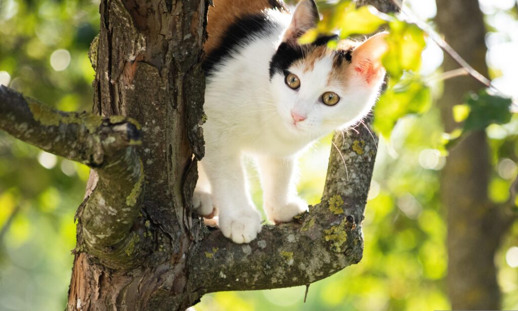猫と木