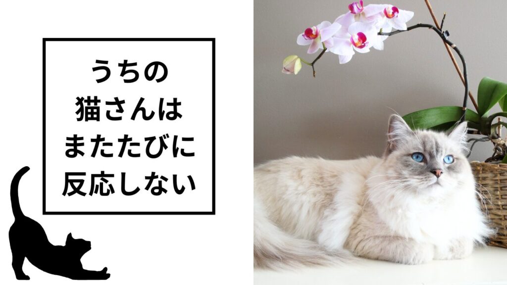 うちの猫さんはまたたびに反応しない