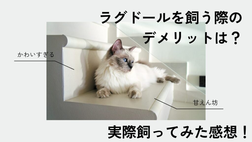 ラグドールを飼う際のデメリットは？実際飼ってみた感想！