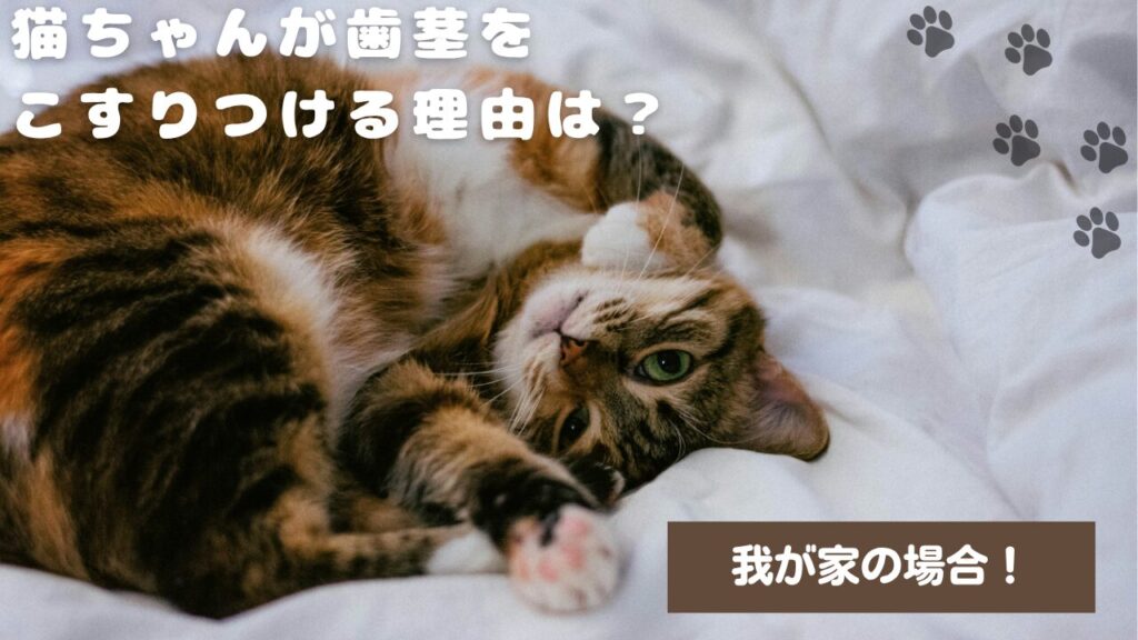 猫ちゃんが歯茎をこすりつける理由は？我が家の場合！
