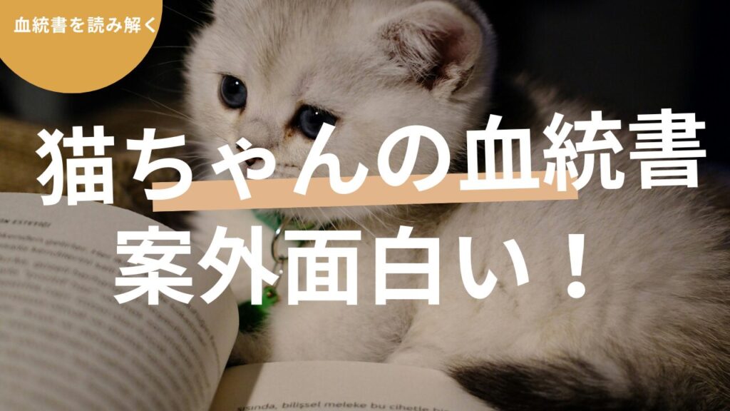 猫ちゃんの血統書を読み解くと案外面白い…！【ZCC】