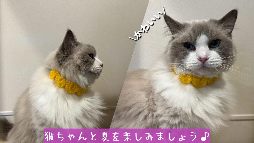 猫ちゃんと夏を楽しみましょう♪
