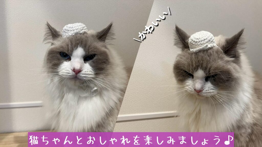猫ちゃんとおしゃれを楽しみましょう♪