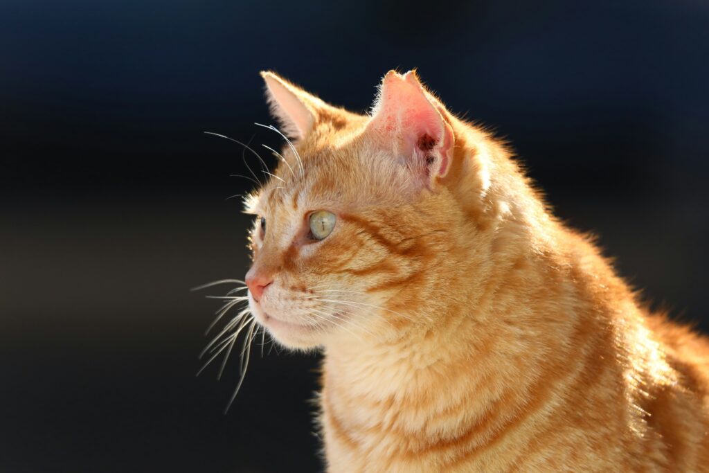 茶トラ猫