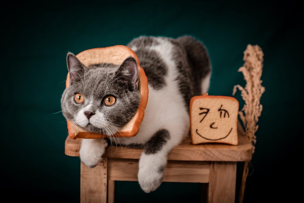 猫とパン
