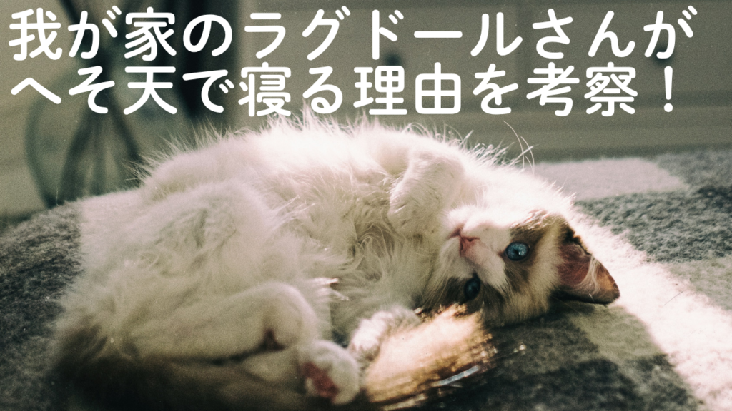 我が家のラグドールさんがへそ天で寝る理由を考察！