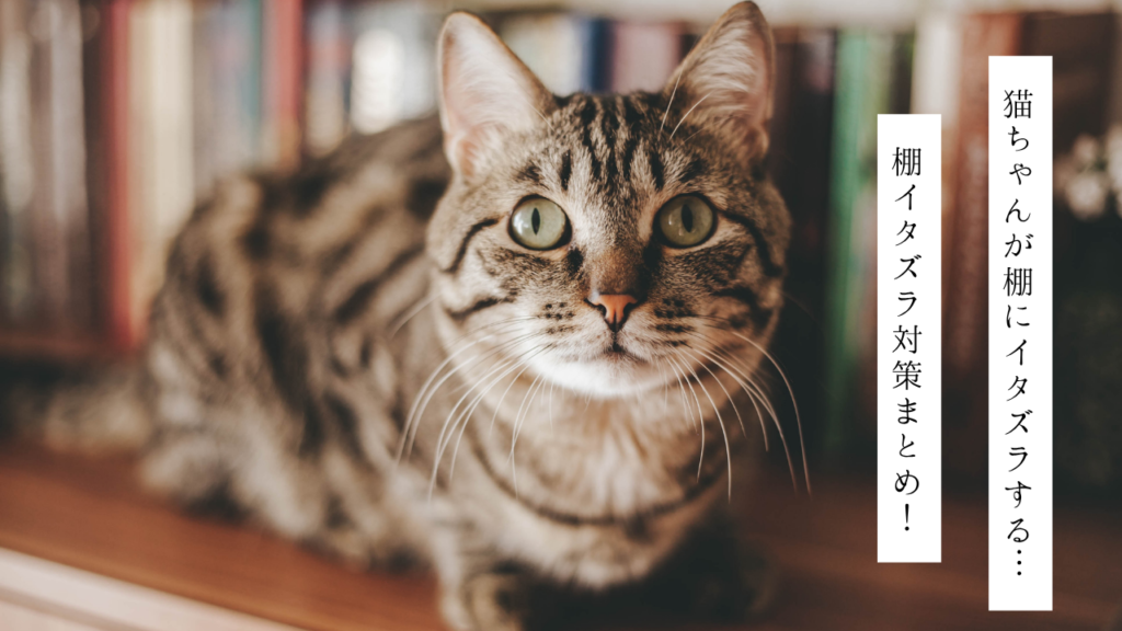 猫ちゃんが棚にイタズラする…棚イタズラ対策まとめ！