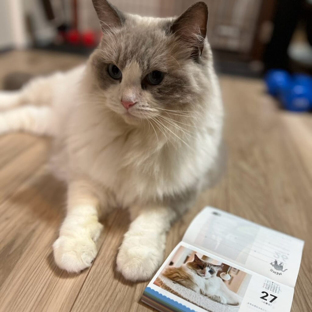まいにちにゃんこ