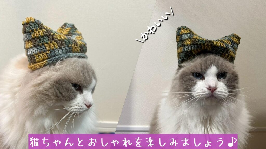 猫ちゃんとおしゃれを楽しみましょう♪