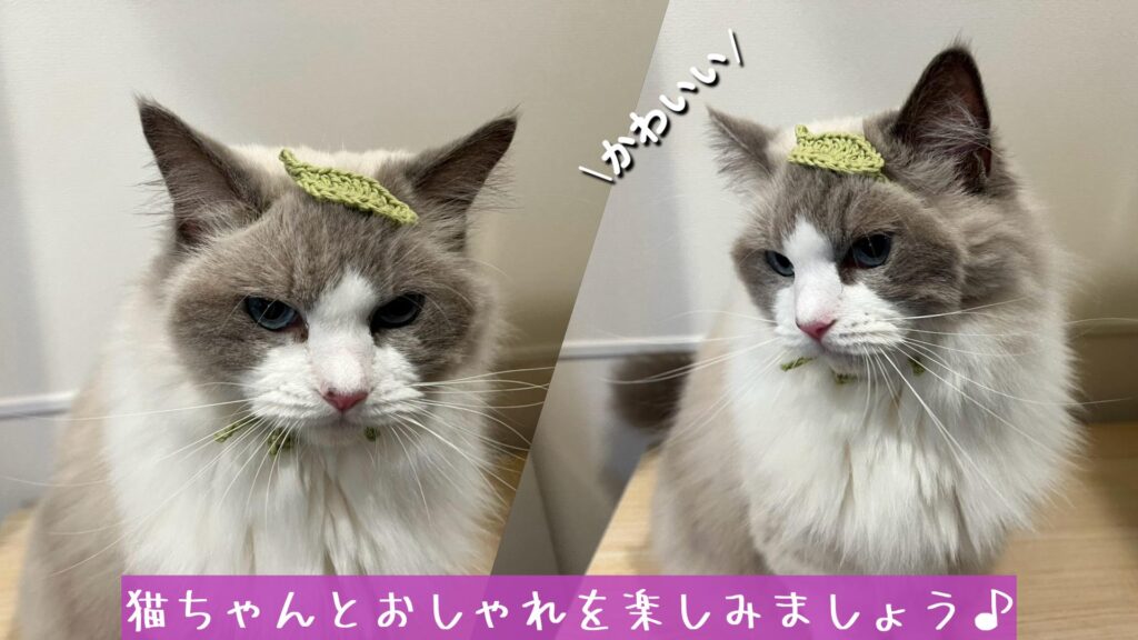 猫ちゃんとおしゃれを楽しみましょう♪