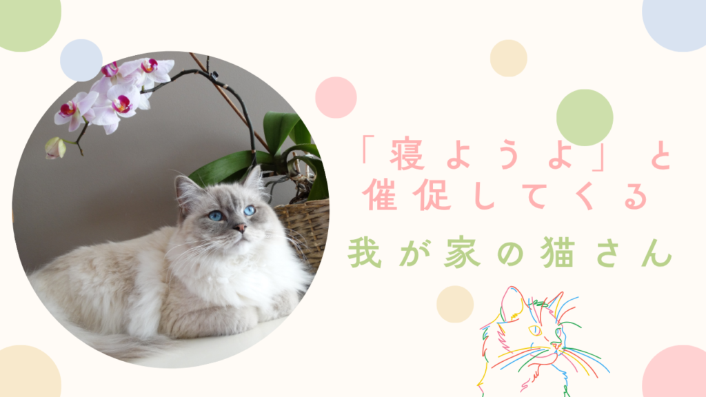 「寝ようよ」と催促してくる我が家の猫さん