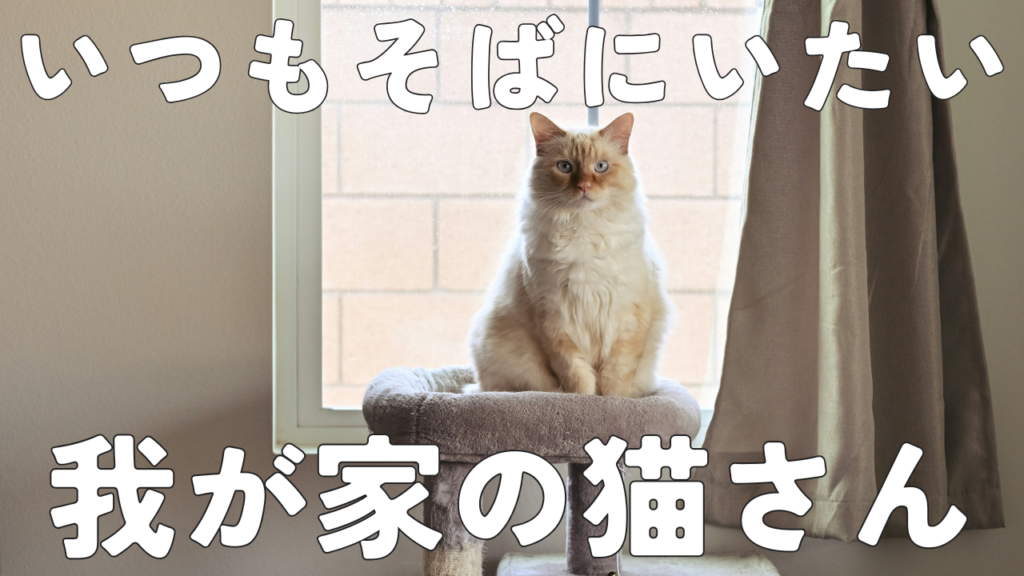 いつもそばにいたい我が家の猫さん
