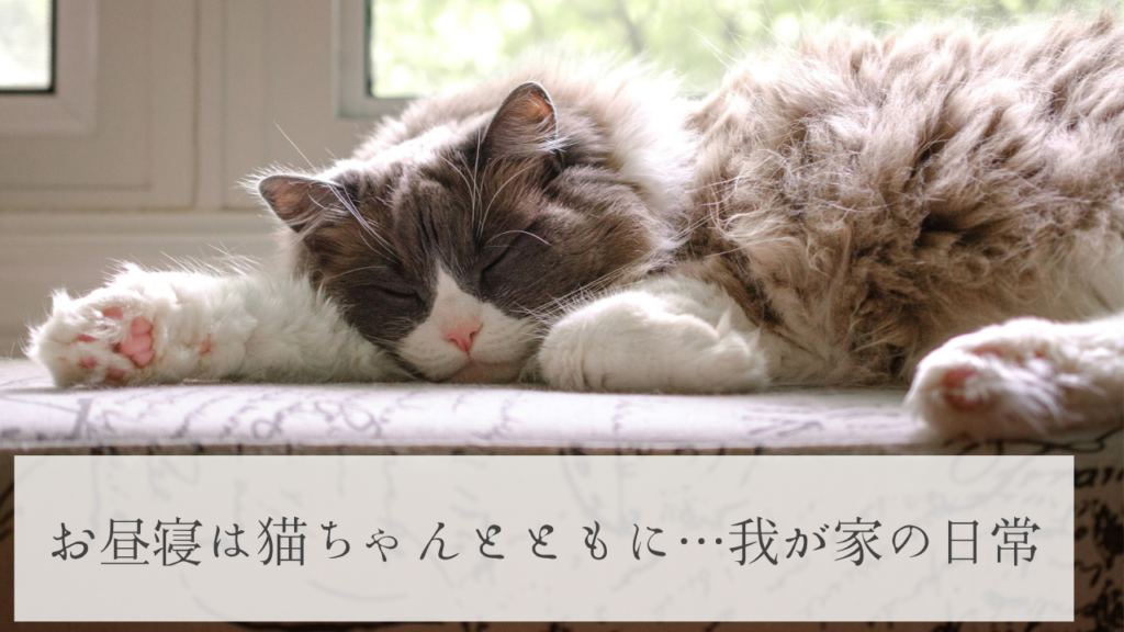 お昼寝は猫ちゃんとともに…我が家の日常