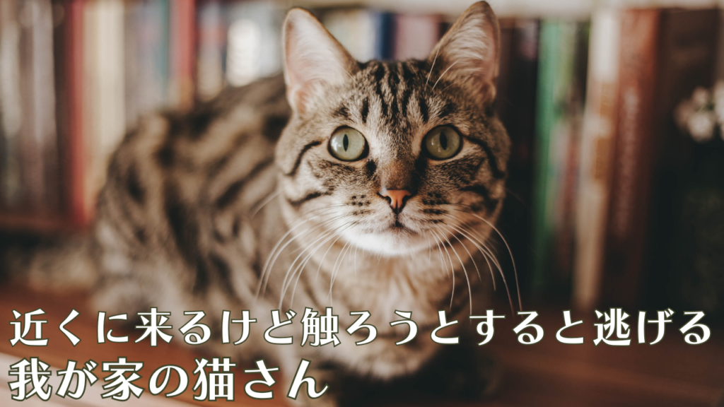 近くに来るけど触ろうとすると逃げる我が家の猫さん
