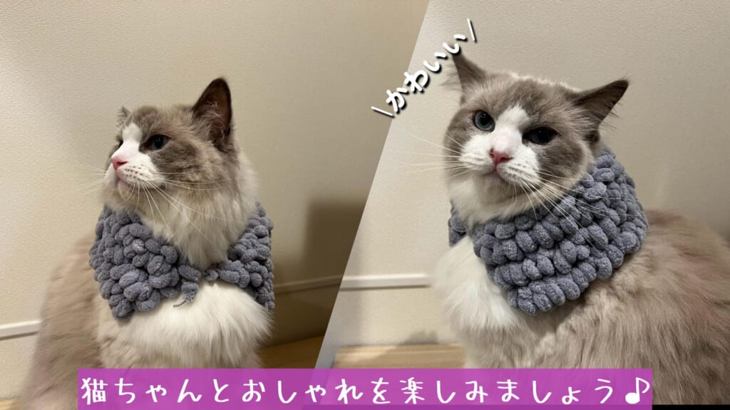 ねこちゃんとおしゃれを楽しみましょう