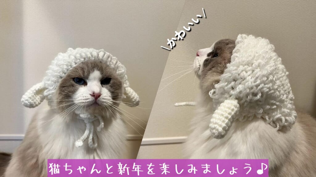 猫ちゃんと新年を楽しみましょう♪