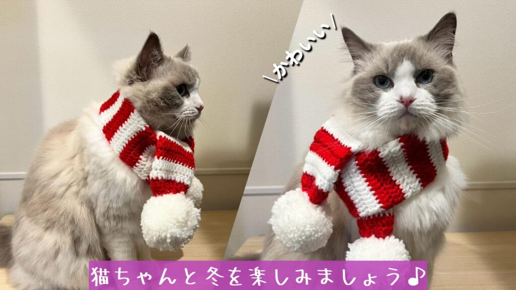 猫ちゃんと冬を楽しみましょう♪