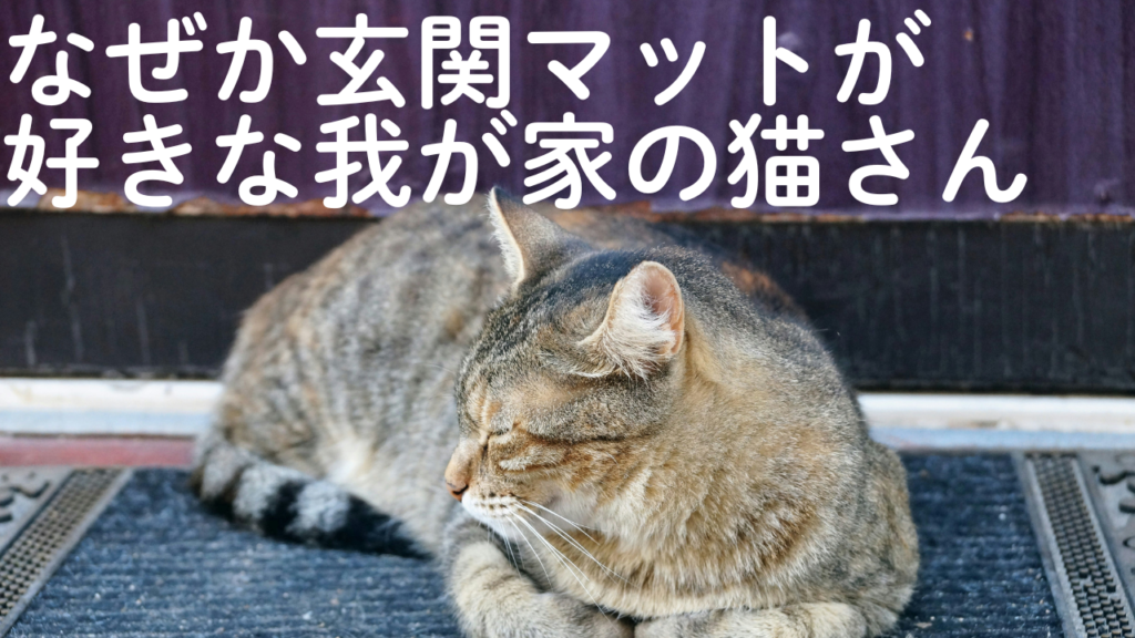 なぜか玄関マットが好きな我が家の猫さん